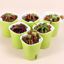 室內(nèi)盆栽花卉圖鑒 精選品種與養(yǎng)護指南