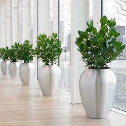 上海多區(qū)域綠植服務(wù)全解析 寶山出租、青浦租賃、靜安室內(nèi)與園林施工一站式指南